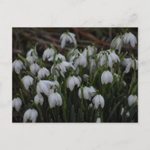 Schneeglöckchen  postkarte