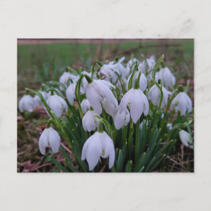 Schneeglöckchen  postkarte