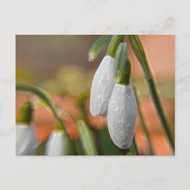 Schneeglöckchen Postkarte (Vorderseite)
