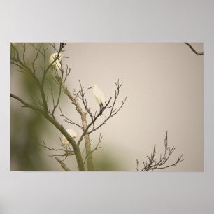 Schneegreppen auf Baum Poster