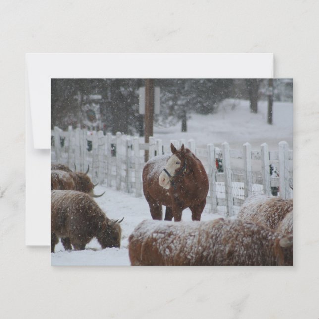 Schneehase, Frohe Weihnachten! Feiertagskarte (Vorderseite)