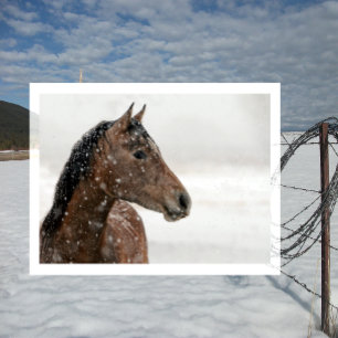 Schneehase im sanften Schnee Postkarte