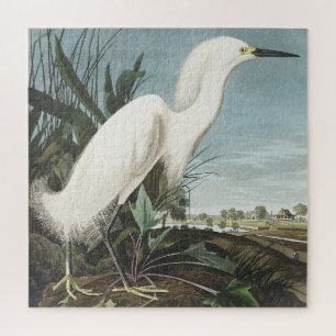 Schneeheron oder Weißer Egret von Vögeln Amerikas