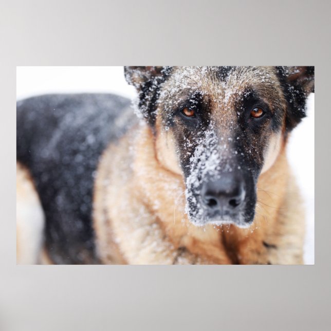Schneehirte Poster (Vorne)