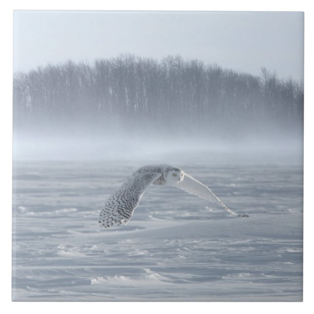 Schneehühner fliegen im Winter Fliese (Vorderseite)