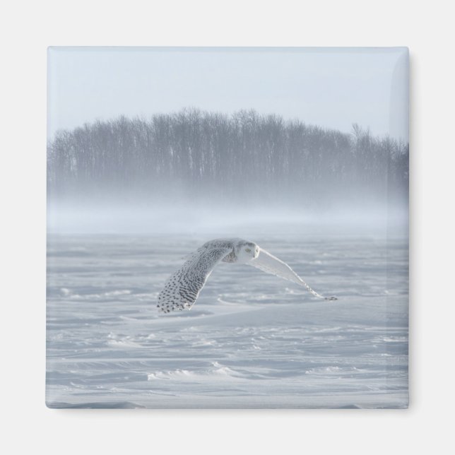 Schneehühner fliegen im Winter Magnet (Vorne)