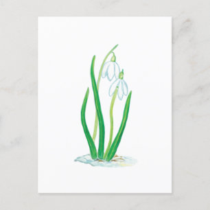 Schneekanonen (Galanthus nivalis) Postkarte
