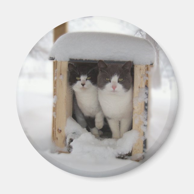 Schneekätzchen Magnet (Vorne)