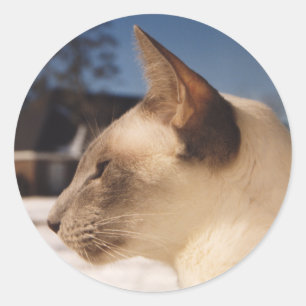 Schneekatze - Blaue Punkte-Profil von Siamesen Runder Aufkleber