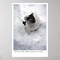 Schneekatze