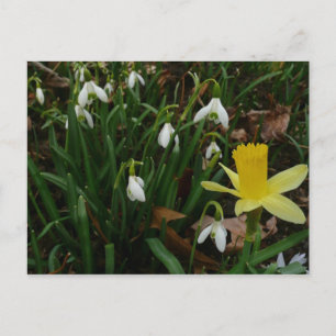 Schneekatzen und trostlose Frühlingsblüte Postkarte