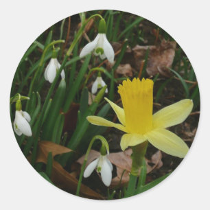 Schneekatzen und trostlose Frühlingsblüte Runder Aufkleber