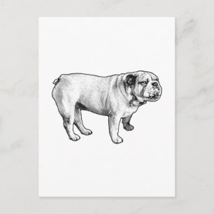 Schneekorn hallo, Bulldogge Postkarte