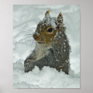 Schneekörnchen Poster