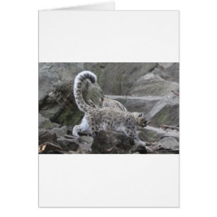 Schneeleopard