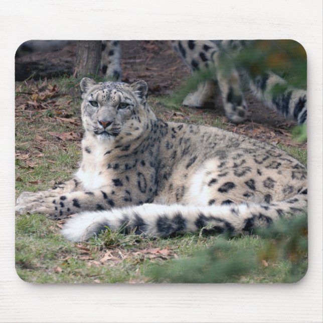 Schneeleopard 26 mousepad (Vorne)