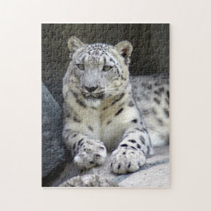 Schneeleopard 6