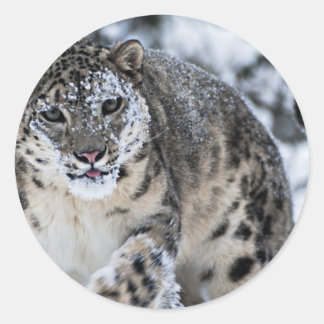 Schneeleopard auf dem Damm Runder Aufkleber