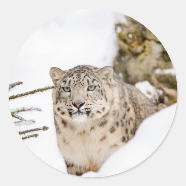 Schneeleopard im Schnee Runder Aufkleber (Vorderseite)
