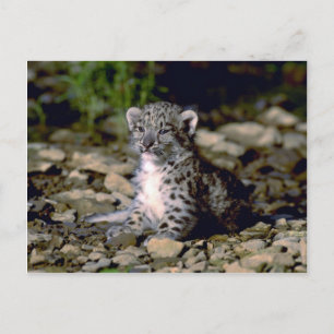 Schneeleopard, Junge Postkarte