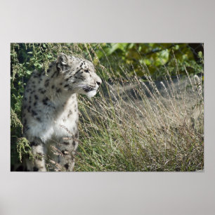 Schneeleopard Poster
