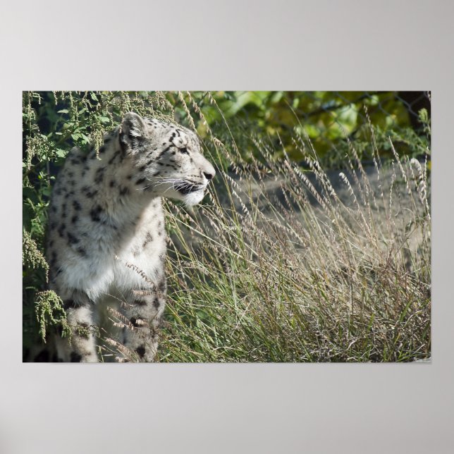 Schneeleopard Poster (Vorne)