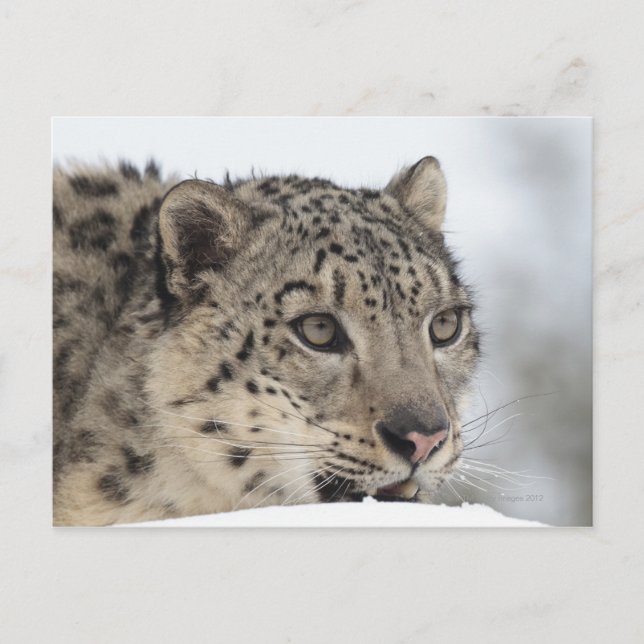 Schneeleopard (Uncia uncia) 2 Postkarte (Vorderseite)