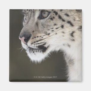 Schneeleopard (Uncia uncia) Magnet