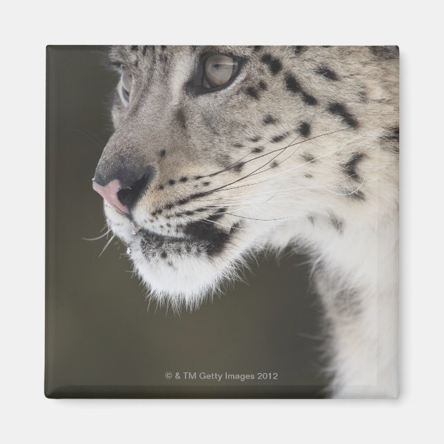 Schneeleopard (Uncia uncia) Magnet (Vorne)