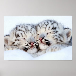 Schneeleopard Wildtier Natürliche Umgebung Poster