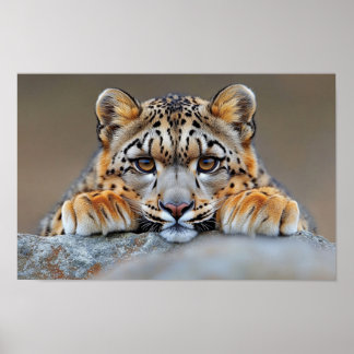 Schneeleopard Wildtier Natürliche Umgebung Poster