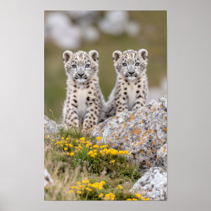 Schneeleopard Wildtier Natürliche Umgebung Poster
