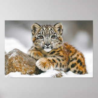 Schneeleopard Wildtier Natürliche Umgebung Poster
