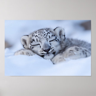 Schneeleopard Wildtier Natürliche Umgebung Poster