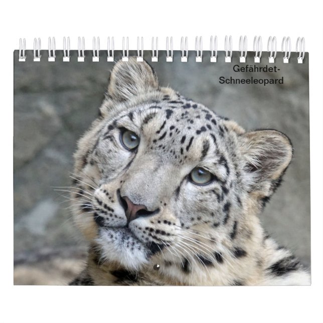 Schneeleoparden als Kalender (Titelbild)