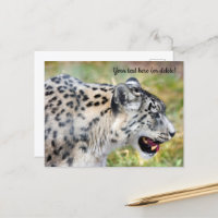 Schneeleoparden-Postkarte