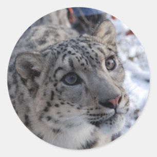 Schneeleoparden Runder Aufkleber
