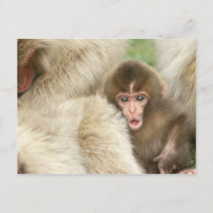 Schneenaffe Baby, Jigokudani, Nagano, Japan Postkarte