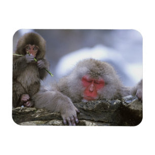Schneenaffen-Mutter & Kind, Jigokudani, Nagano, Magnet