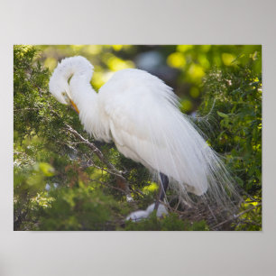 Schneeregenvogel-Fotoplakat Poster