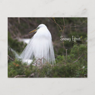 Schneereiher-Foto-Postkarte Postkarte
