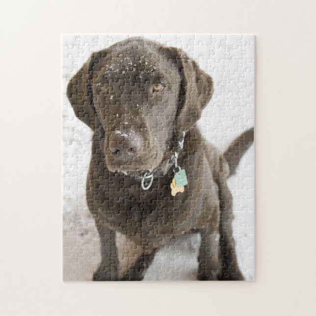 Schneeschokolade Labrador Fotografie (Vertikal)