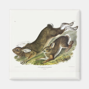 Schneeschuh Hare, Sommer (Northern Hare) von Audub Magnet