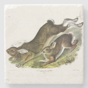 Schneeschuh Hare, Sommer (Northern Hare) von Audub Steinuntersetzer
