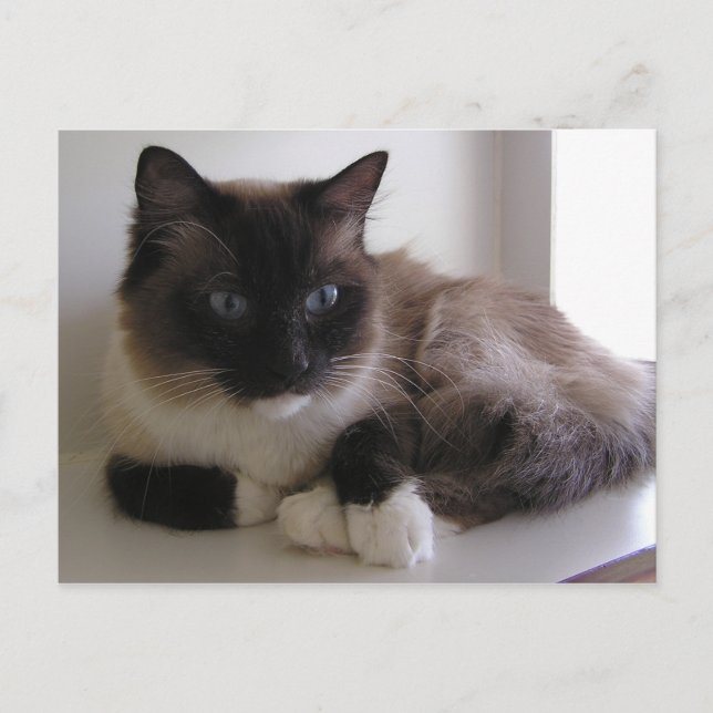 Schneeschuh Postkarte (Vorderseite)