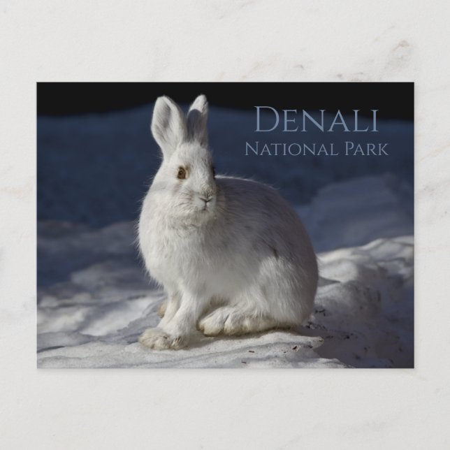 Schneeschuhhändchen im Schnee, Denali NP, Alaska Postkarte (Vorderseite)
