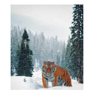 Schneetiger Fotodruck