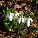 Schneetropfen im Sonnenschein Freistehende Fotoskulptur<br><div class="desc">Schnee fällt in der Gartensonne. Der erste Bote des Frühlings ist der lateinische Name Galanthus.</div>