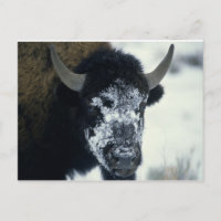 Schneeverdecktes Buffalo