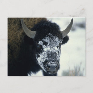 Schneeverdecktes Buffalo Postkarte